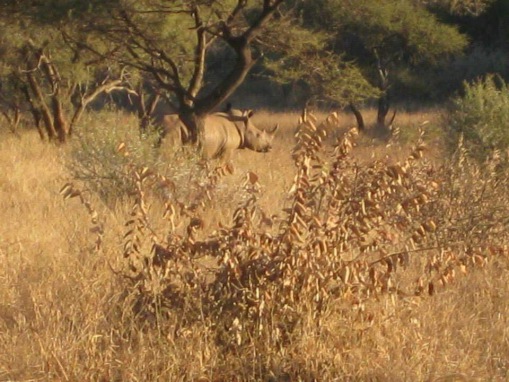 Nosh�rningar & Lax