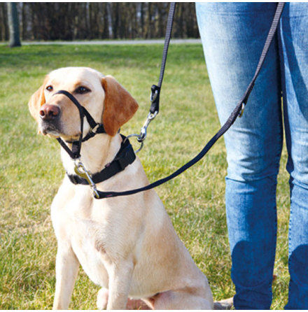 Nossele "Top-trainer"